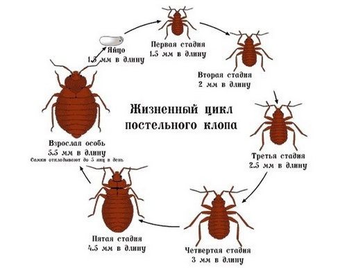 klopy_v_kvartire_kak_izbavit_sya_vyvesti_i_unichtozhit_ih-1