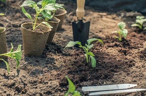 將幼苗種植在土壤中