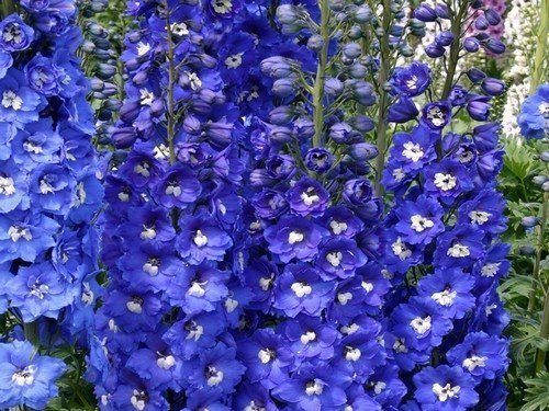 Delphinium