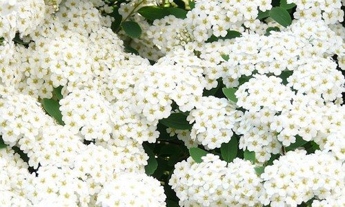 Spirea