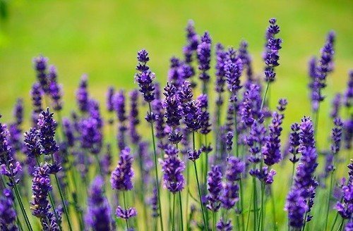 Lavanda