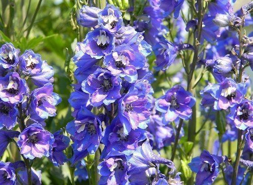 Delphinium