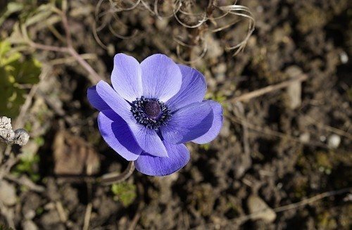 Anemone cvjetaju