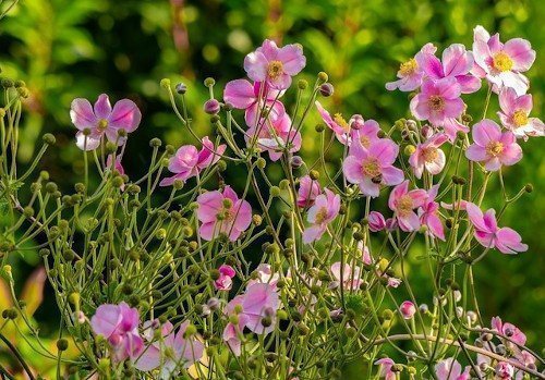 Zimske anemone