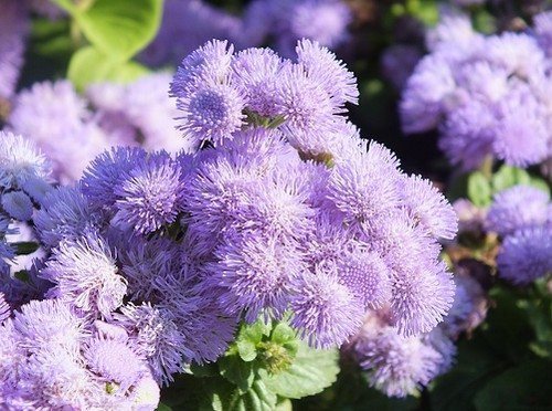 Ageratum