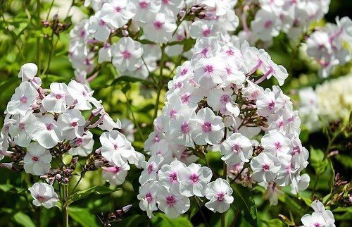 Phlox susjedi