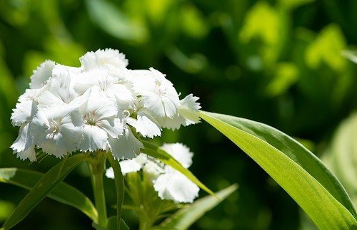 Phlox njega