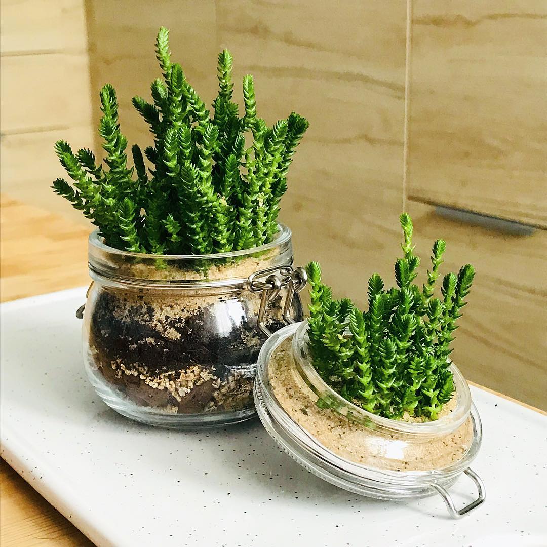 Crassula lycophyte