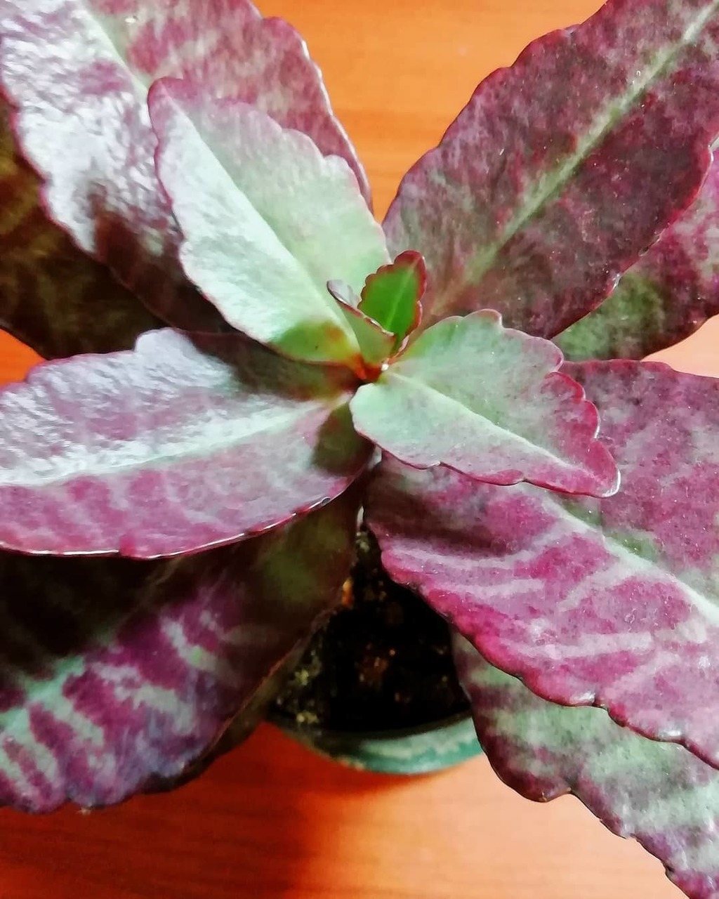 Kalanchoe mramor