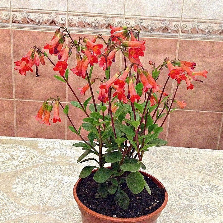 Kalanchoe mangina