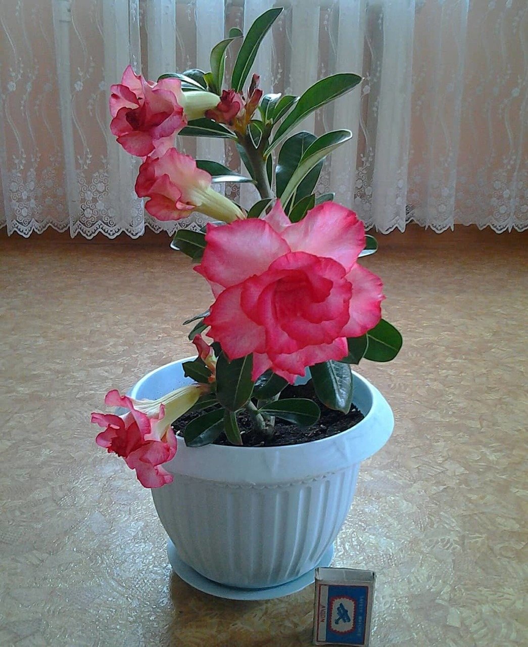 adenium frotir