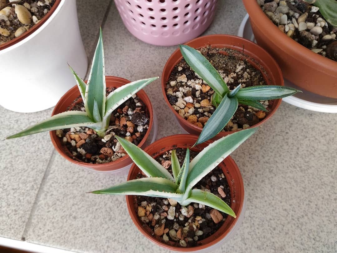 agave americana