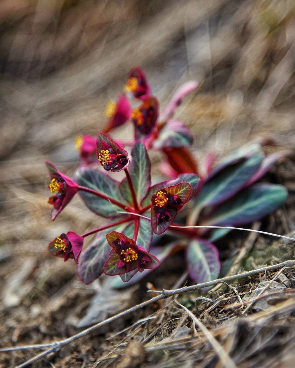 stijena spurge