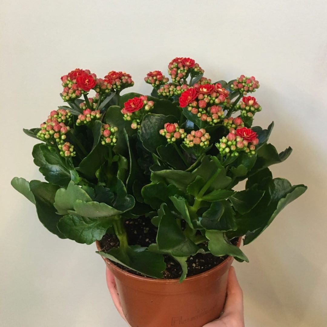 Kalanchoe blossfelsiana