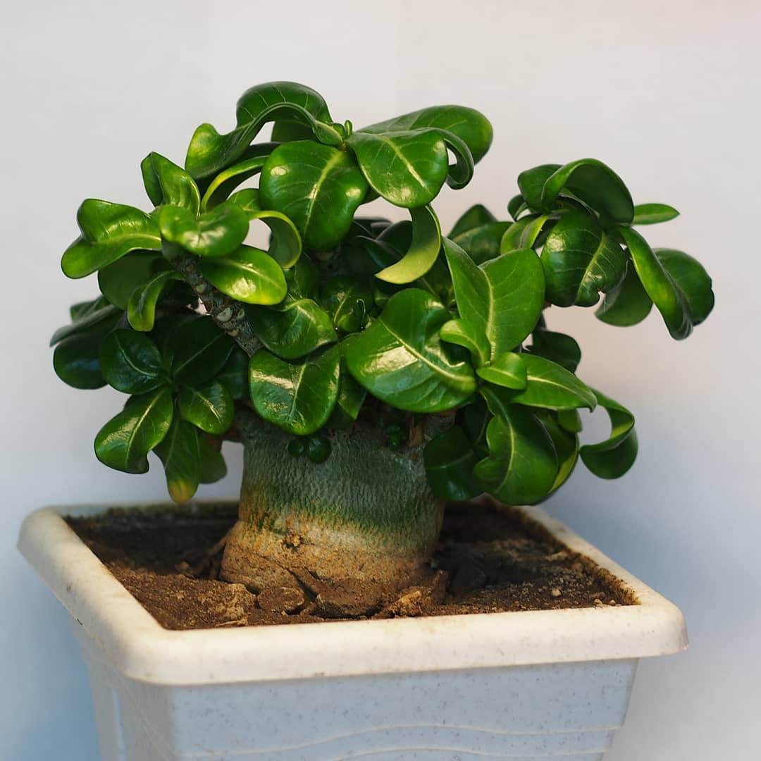 adenium mini