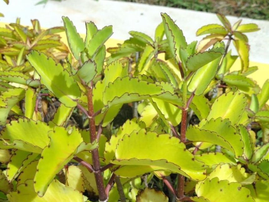 Kalanchoe perasti