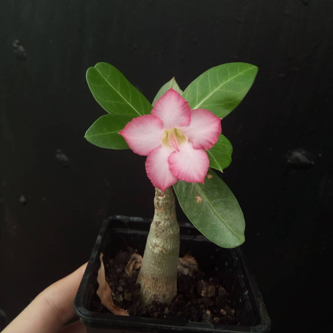 adenium arabicum