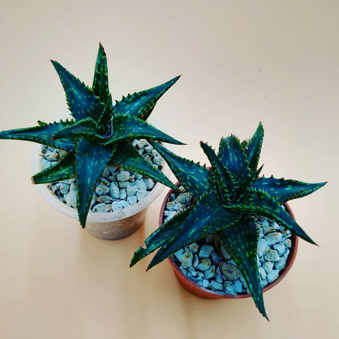 aloe jukunda