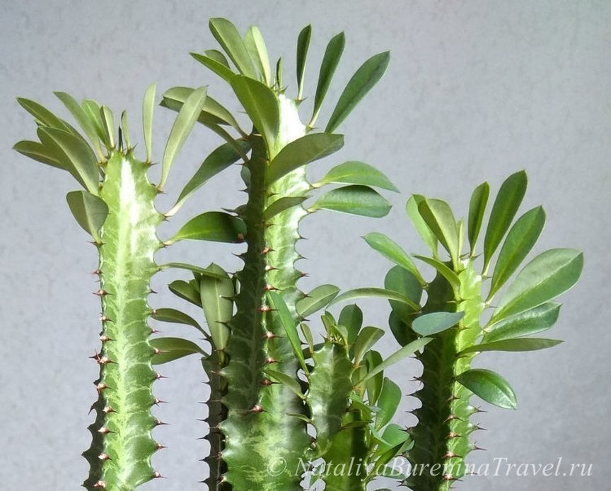 Euphorbia trokutasta