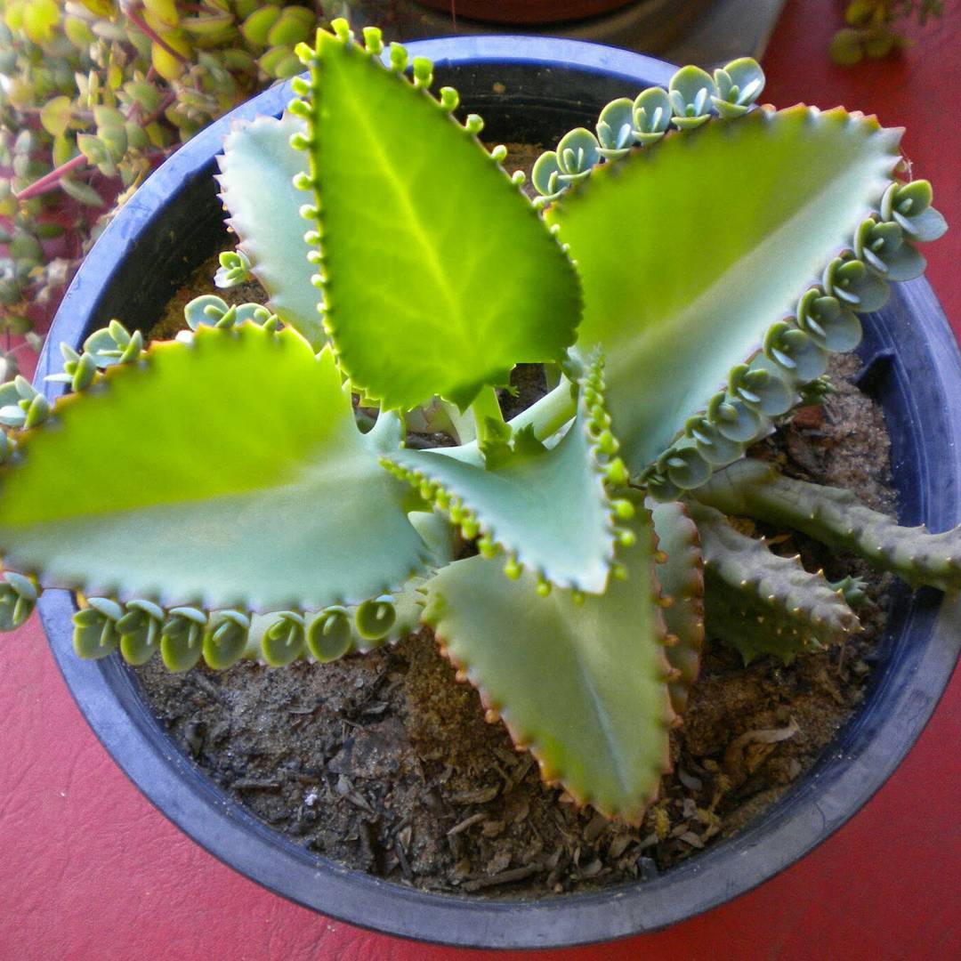 Kalanchoe degremona