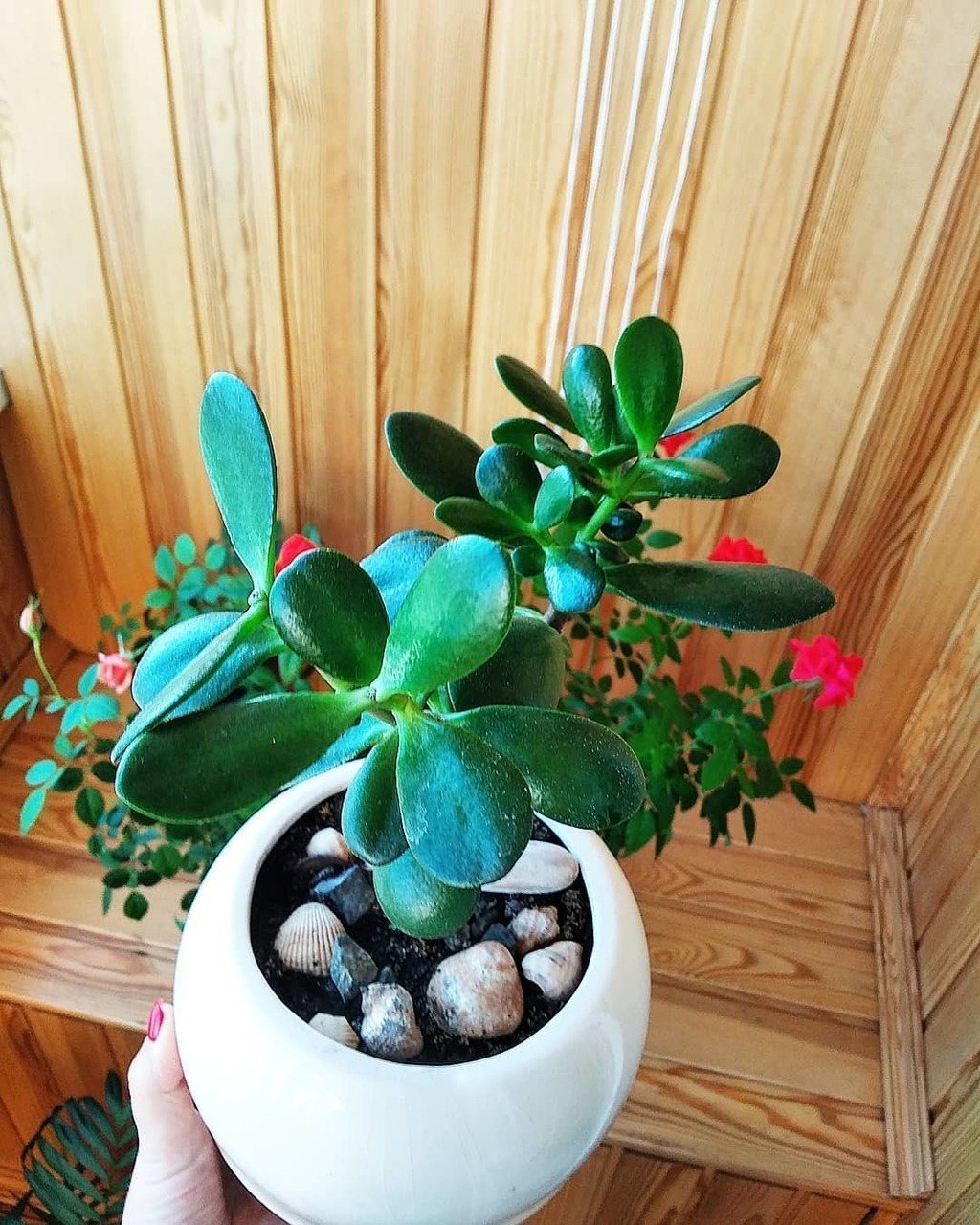 Crassula succulent