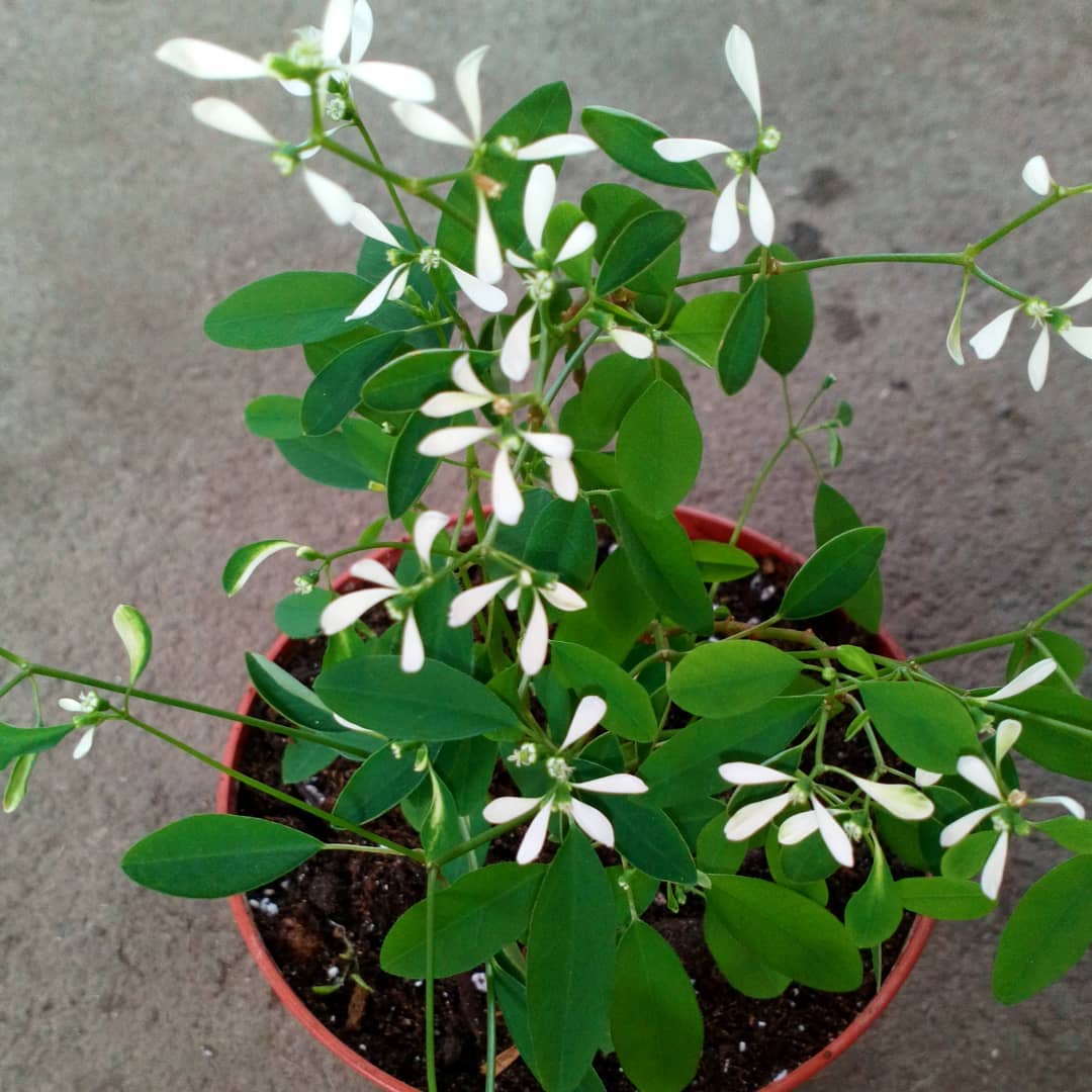 Euphorbia diamond frost