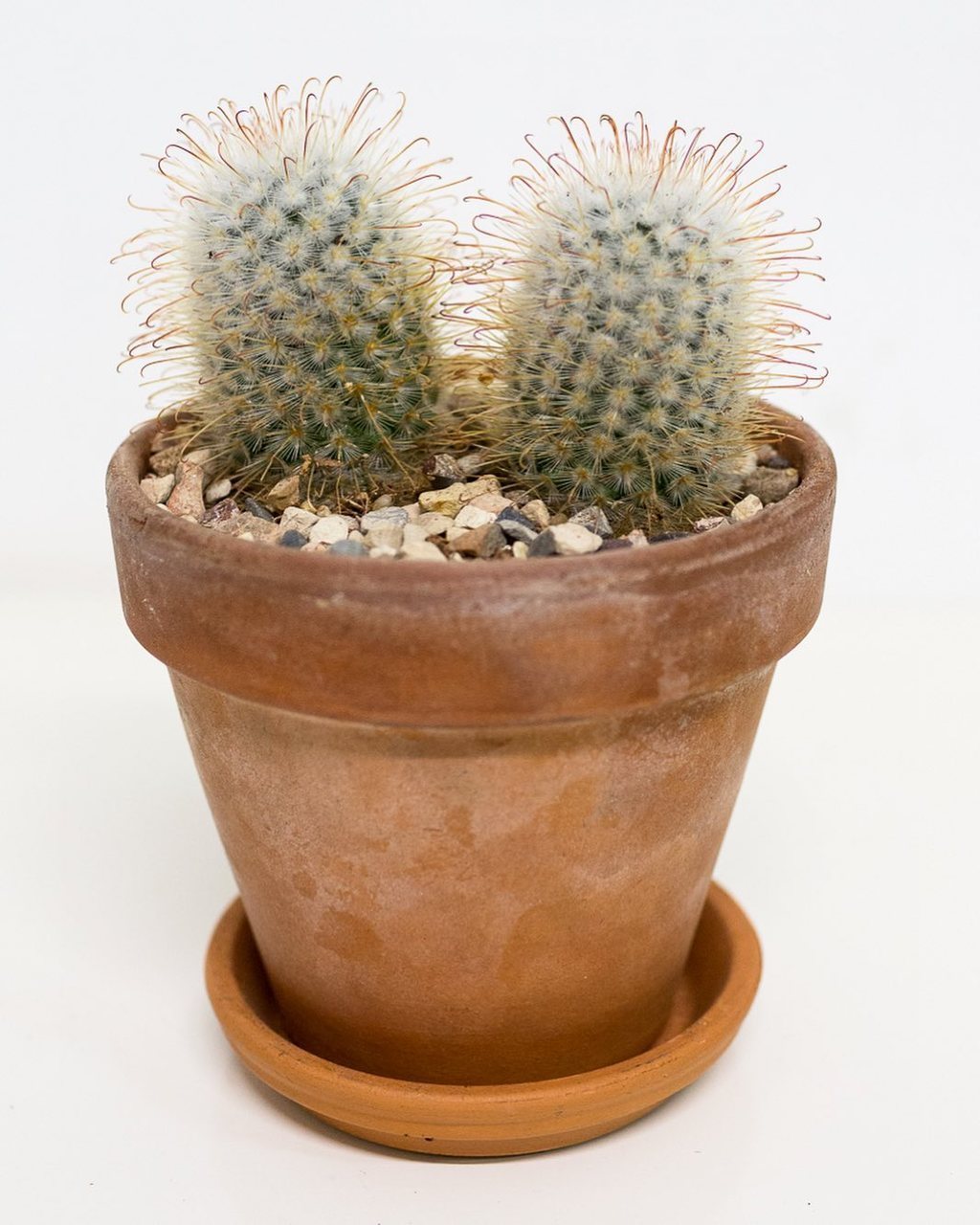 Mammillaria kaktus