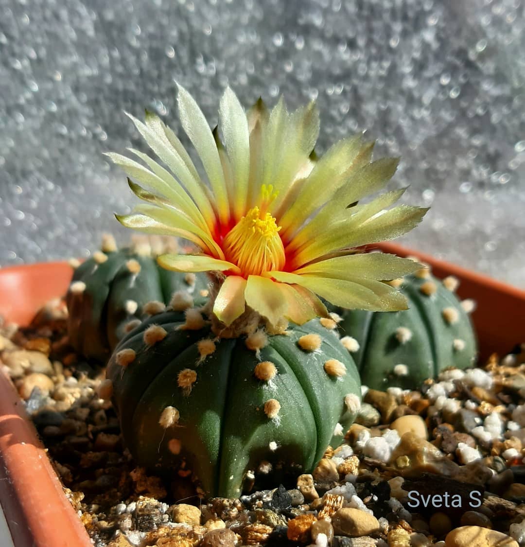 cactus astrophytum