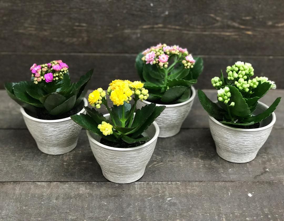 Kalanchoe blossfelda