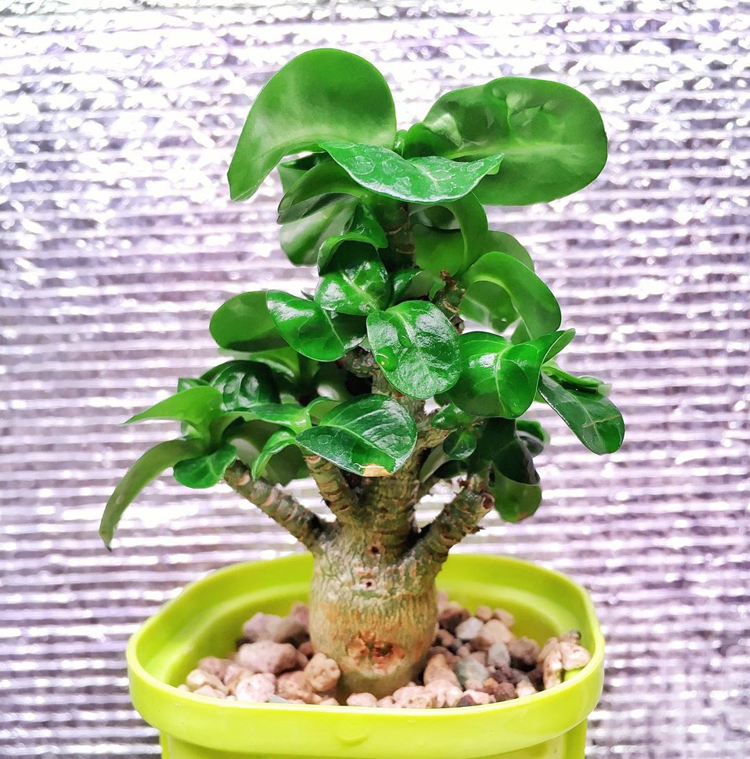 adenium obesum