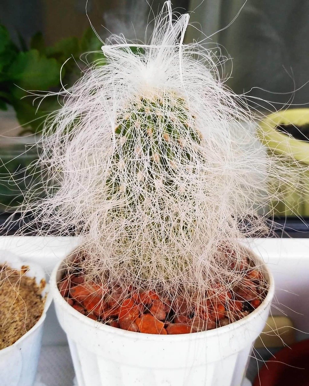 kaktus cephalocereus senile