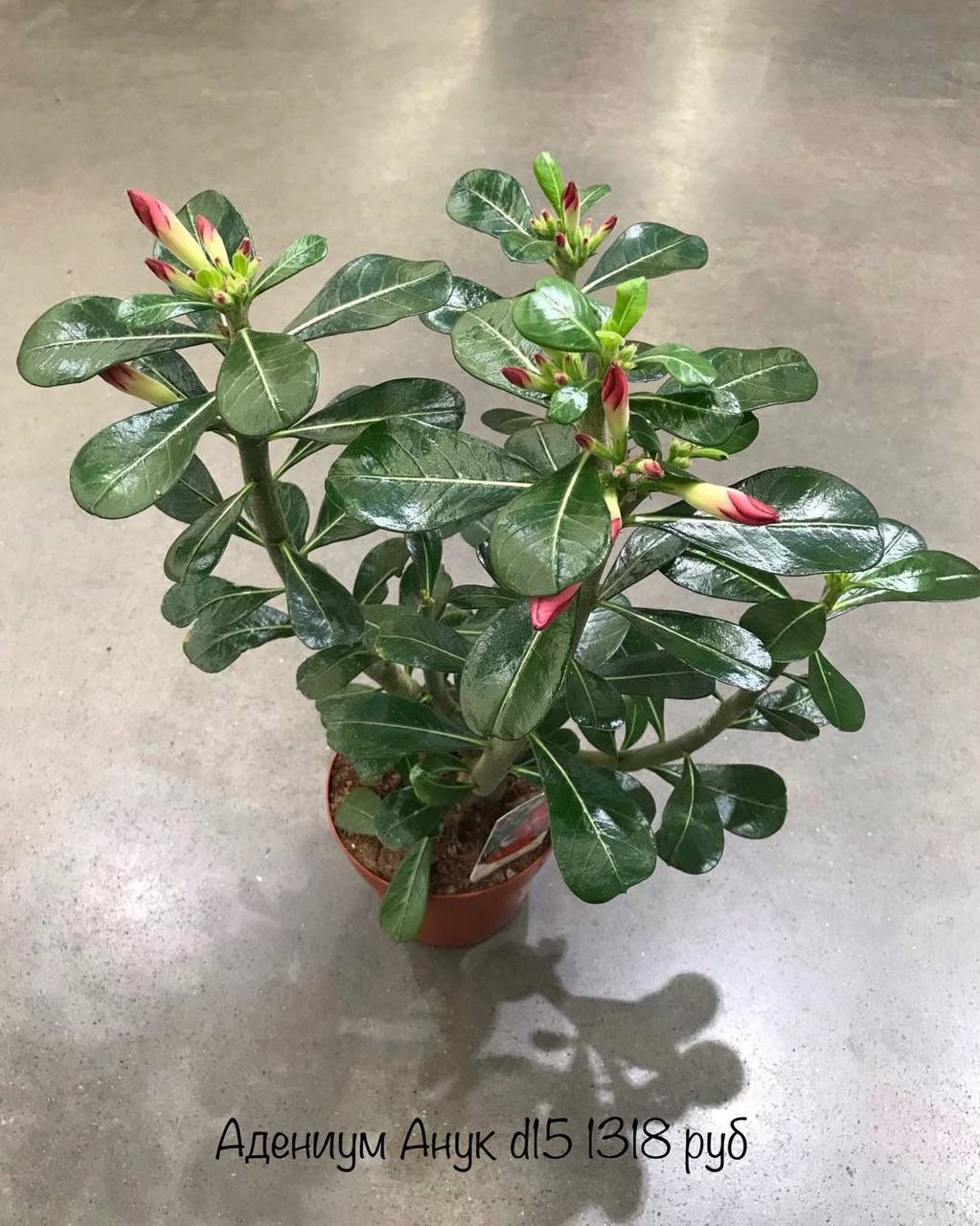 adenium anuk