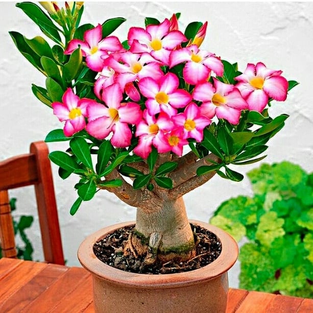 adenium obesum pretilac