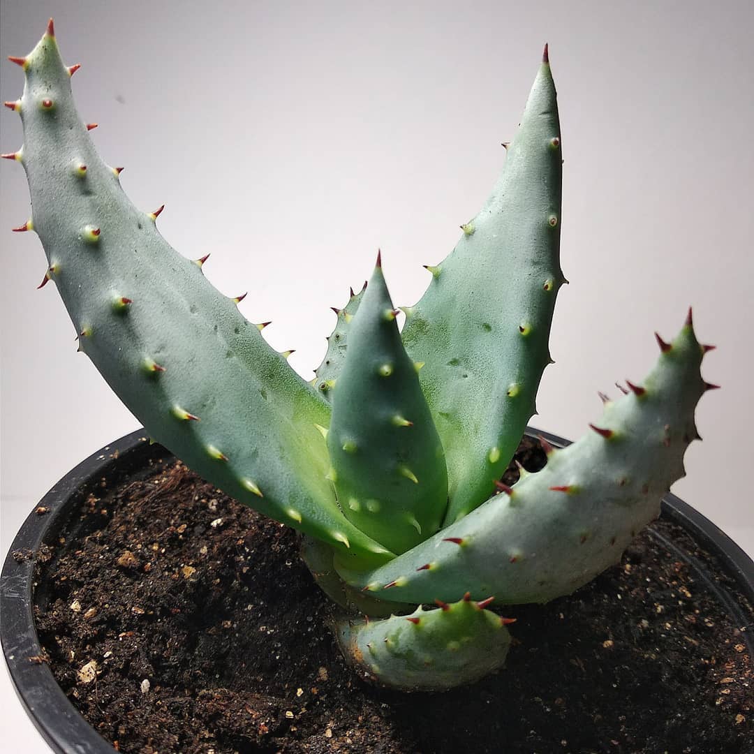 aloe marlothii