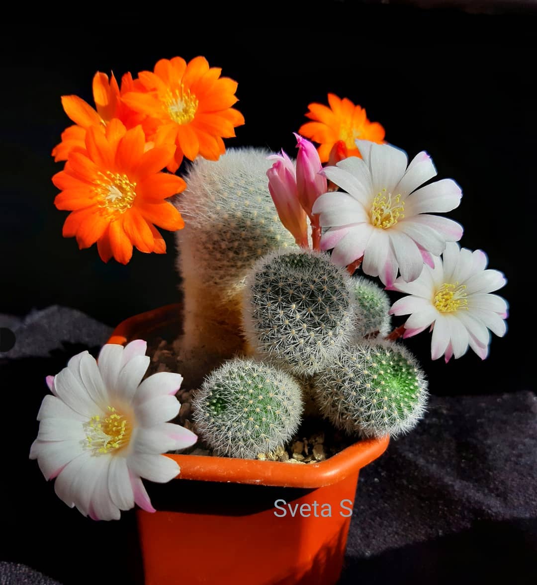 kaktus rebutia