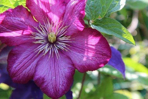 Clematis