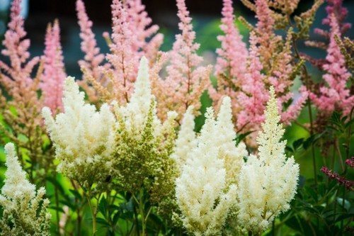 Grmlje astilbe