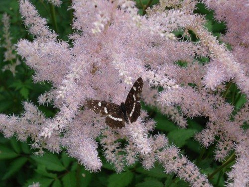 Njega astilbe