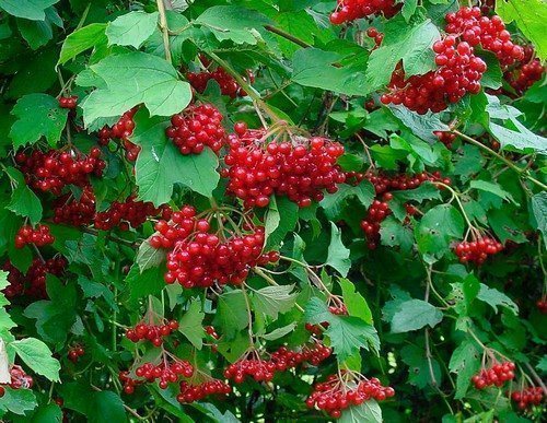 Viburnum zajednički