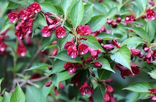 Weigela grm