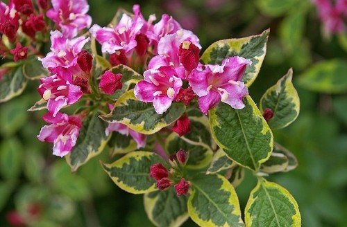 Zimovanje weigela