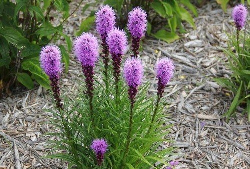 Liatris