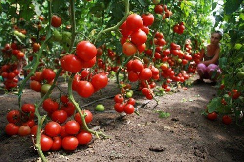 餵西紅柿