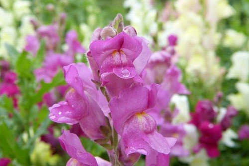 Snapdragon