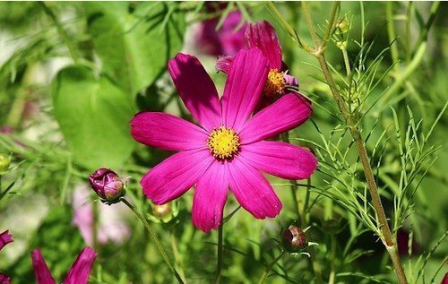 Cosmea