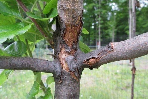 pukotine u trešnjinoj kori