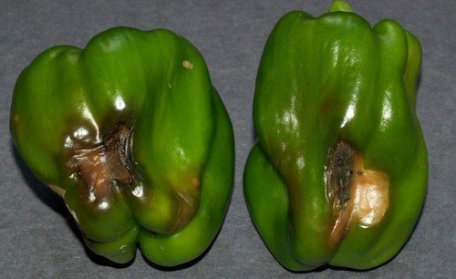 deformirana paprika