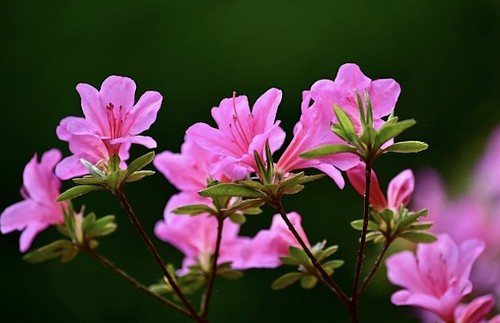 杜鵑花的鄰居