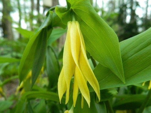 Uvularia