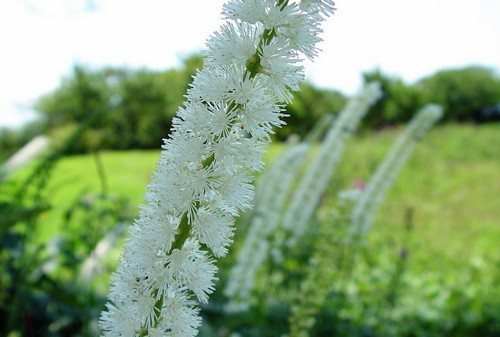 Cohosh